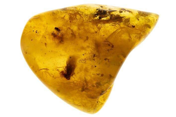 Polished Colombian Copal ( g) - Contains Leaf Hopper! #331678